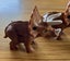 2020 McDonald's Jurassic World Happy Meal Dinosaur Figurines Carousel 5