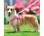 Soft Mesh Chest Harness for Medium and Small Dogs / Cats, Adjustable Reflecti M Carousel 4
