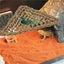 Reptile Hammock Lounger Lizard Basking Platform Dragon Hanging Swing Bearded Carousel 10