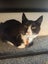 CAT RESCUE CHCH - Ready For Adoption Sparkle Socks Carousel 1