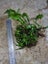 Jarva fern Carousel 1