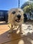 Huey Rescue Dog - CDRRNZ Carousel 2