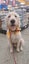 Marlo Rescue Dog - CDRRNZ Carousel 1