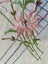 A lovely vintage hand embroidered linen dresser cloth Carousel 3