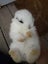 Mini lop baby Carousel 1