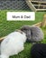 Mini lop baby Carousel 3