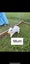 Mini lop baby Carousel 5