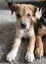 Bonnie (Ellie's Canine Rescue & Rehome) Carousel 12