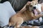 Bonnie (Ellie's Canine Rescue & Rehome) Carousel 4