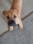 Chloe (Ellie's Canine Rescue & Rehome) Carousel 4
