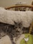 feline friends - Monty needs a new home Carousel 5