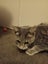 feline friends - Monty needs a new home Carousel 4