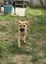 Chloe (Ellie's Canine Rescue & Rehome) Carousel 3
