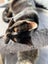 Rescue Kitten Spunky Carousel 2