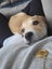 Bonnie (Ellie's Canine Rescue & Rehome) Carousel 3