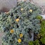 Corpuscularia Lehmannii | Ice Plant Carousel 1