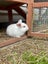Mini lop bunny Carousel 7