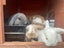 Mini lop bunny Carousel 8