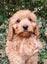 Cavoodle Adorable 1st Generation – Ruby Reds & Black/Tan Carousel 5