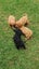 Cavoodle Adorable 1st Generation – Ruby Reds & Black/Tan Carousel 7