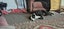 Jax and Oreo need loving new homes. Carousel 3