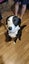Jax and Oreo need loving new homes. Carousel 4