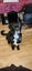 Jax and Oreo need loving new homes. Carousel 5