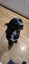 Jax and Oreo need loving new homes. Carousel 6