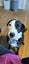Jax and Oreo need loving new homes. Carousel 8