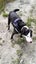 Jax and Oreo need loving new homes. Carousel 12