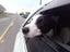 Jax and Oreo need loving new homes. Carousel 13