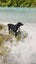 Jax and Oreo need loving new homes. Carousel 14