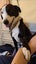 Jax and Oreo need loving new homes. Carousel 16