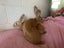 Flemish giant Rabbits for sale Carousel 3