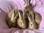 Flemish giant Rabbits for sale Carousel 5