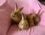 Flemish giant Rabbits for sale Carousel 4