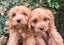Cavoodle Adorable 1st Generation – Ruby Reds & Black/Tan Carousel 4