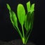 Amazon Sword (Echinodorus Amazonicus) Carousel 2