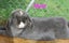 Minilops (Purebred) Carousel 2