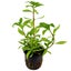 Dwarf Varigated Hygrophila (Hygrophila Polysperma Rosanervis) Carousel 1