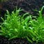 Zealandia Chain Sword (Lilaeopsis novae-zelandiae) Carousel 2