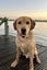 Stud Purebred yellow (fox red) Labrador - working lines Carousel 3
