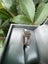 Diamond ring with white/champagne diamonds ~ New & Unworn ~ REDUCED*rrp$2500 Carousel 2