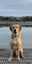 Stud Purebred yellow (fox red) Labrador - working lines Carousel 1