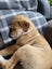 Bonnie (Ellie's Canine Rescue & Rehome) Carousel 8