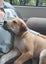 Bonnie (Ellie's Canine Rescue & Rehome) Carousel 5