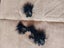 Bulk black swan embellishments for headbands Carousel 1