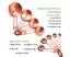 Stainless Steel Measuring Cups and Spoons Set, Measures for Liquid and Dry In Carousel 2