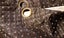 REF185A Chocolate brown eyelet drapes Carousel 3