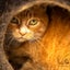 Outdoor / Barn Homes Needed - Pumpkin needs a home! Carousel 1